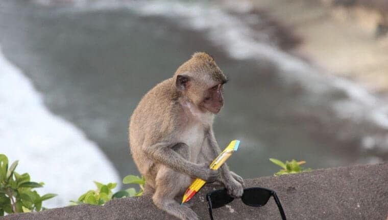 pura luhur monkey